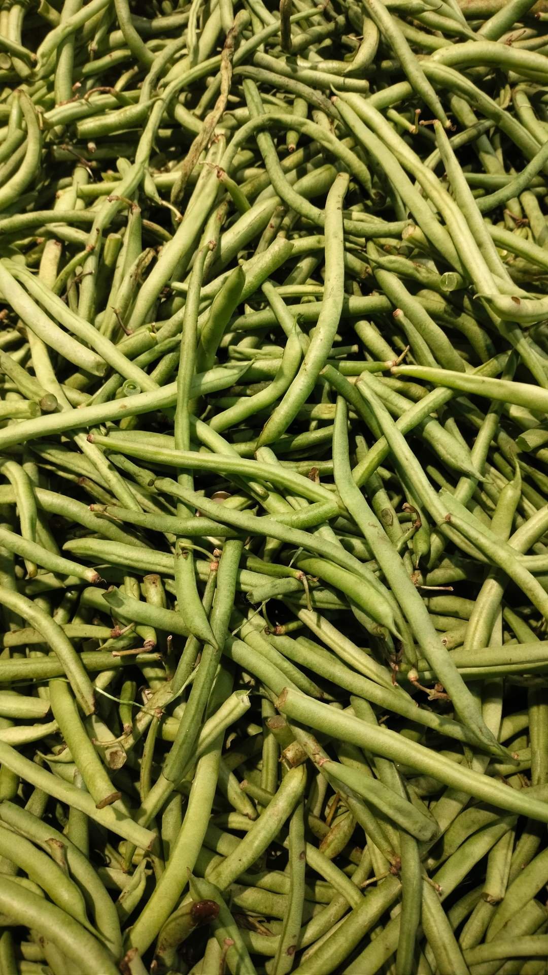 Beans